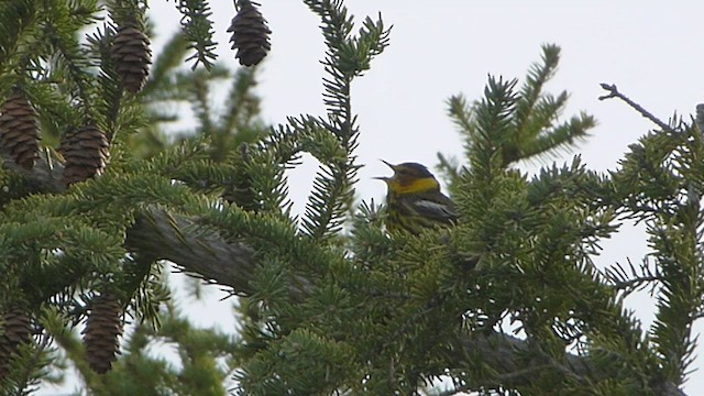 Cape May Warbler - ML573839361