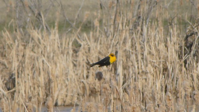 Yellow-headed Blackbird - ML573839881