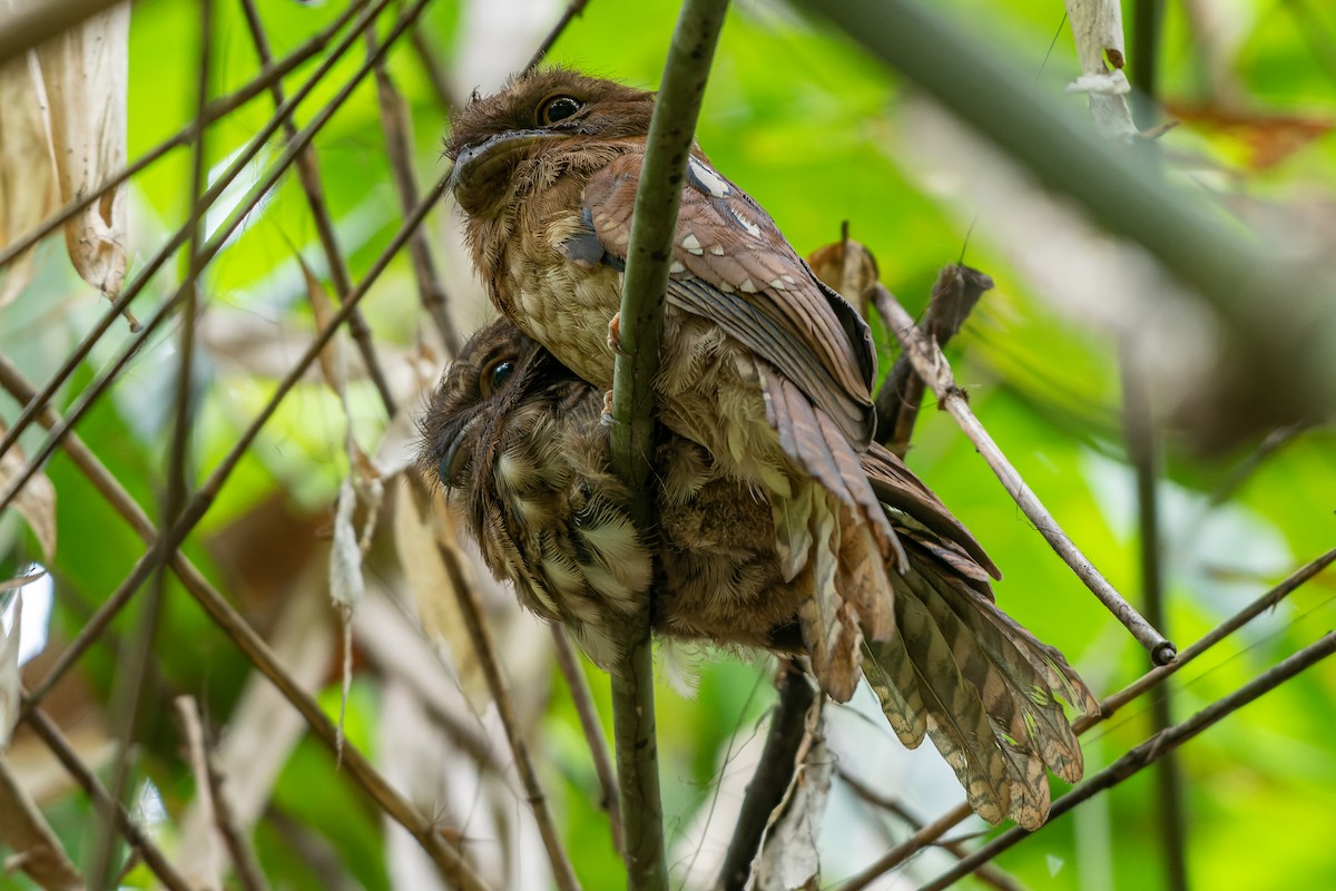 Gould's Frogmouth - ML573840171