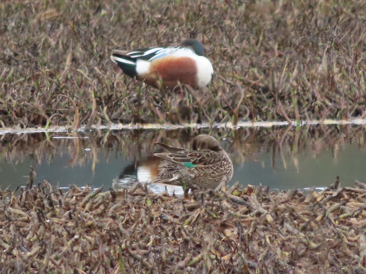 Green-winged Teal - ML573840441