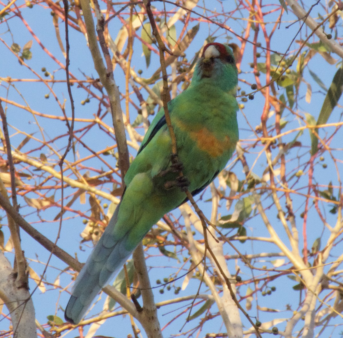 Воротничковый попугай (barnardi) - ML573840761