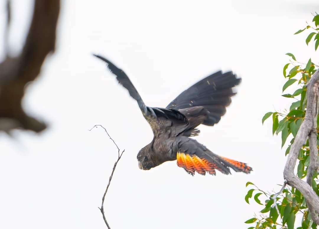 Red-tailed Black-Cockatoo - ML573841801