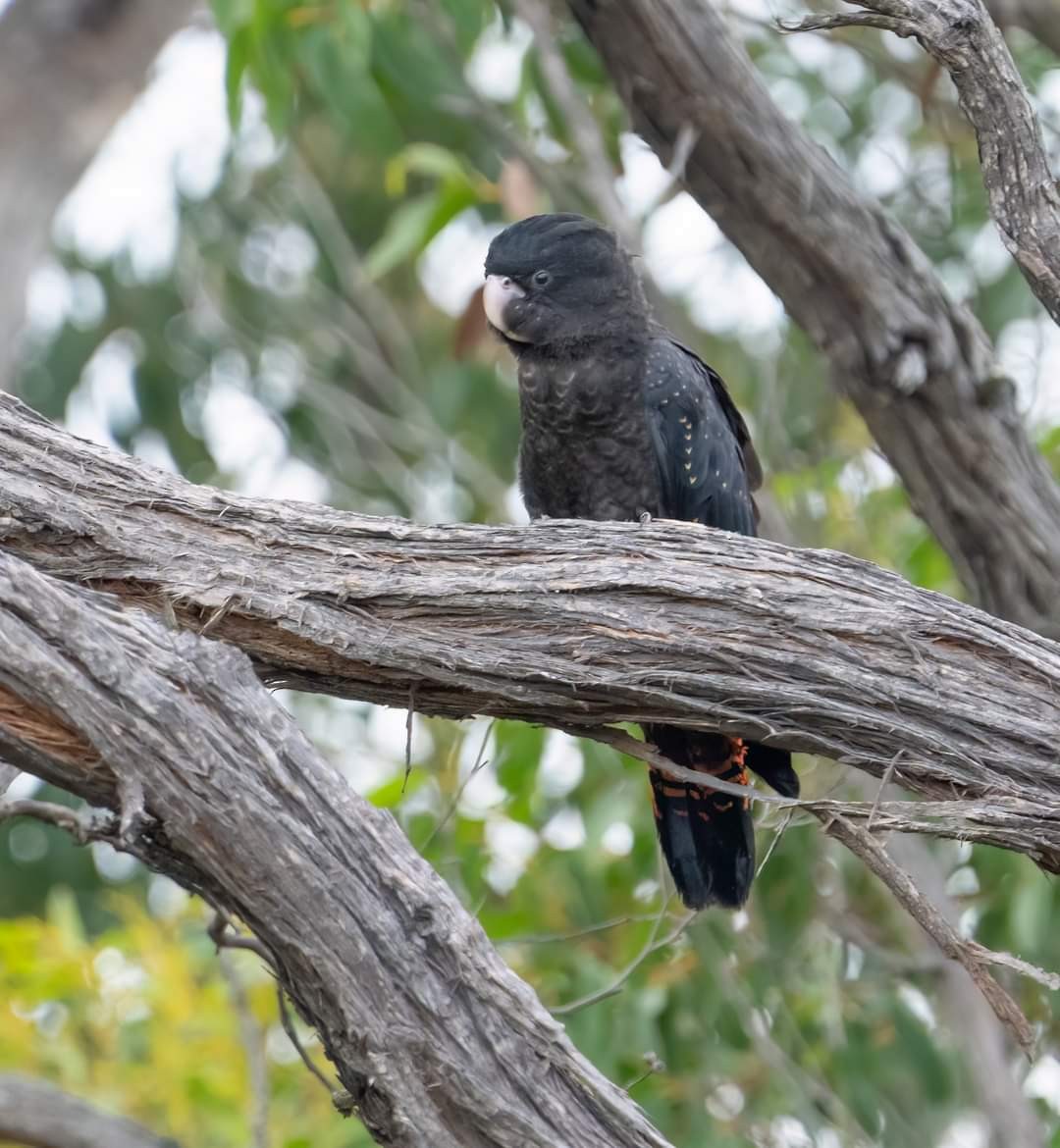 Red-tailed Black-Cockatoo - ML573841811