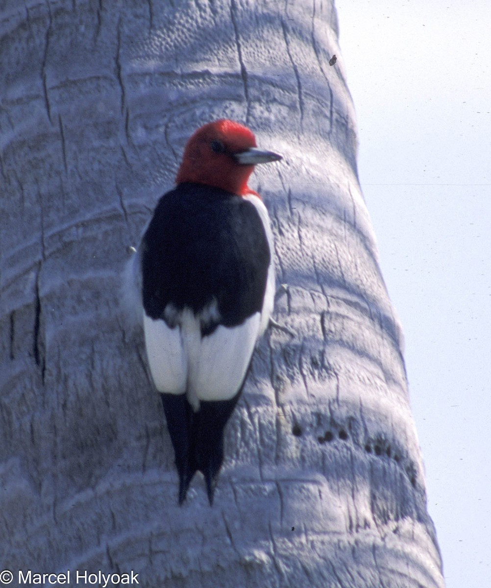 Red-headed Woodpecker - ML573842751
