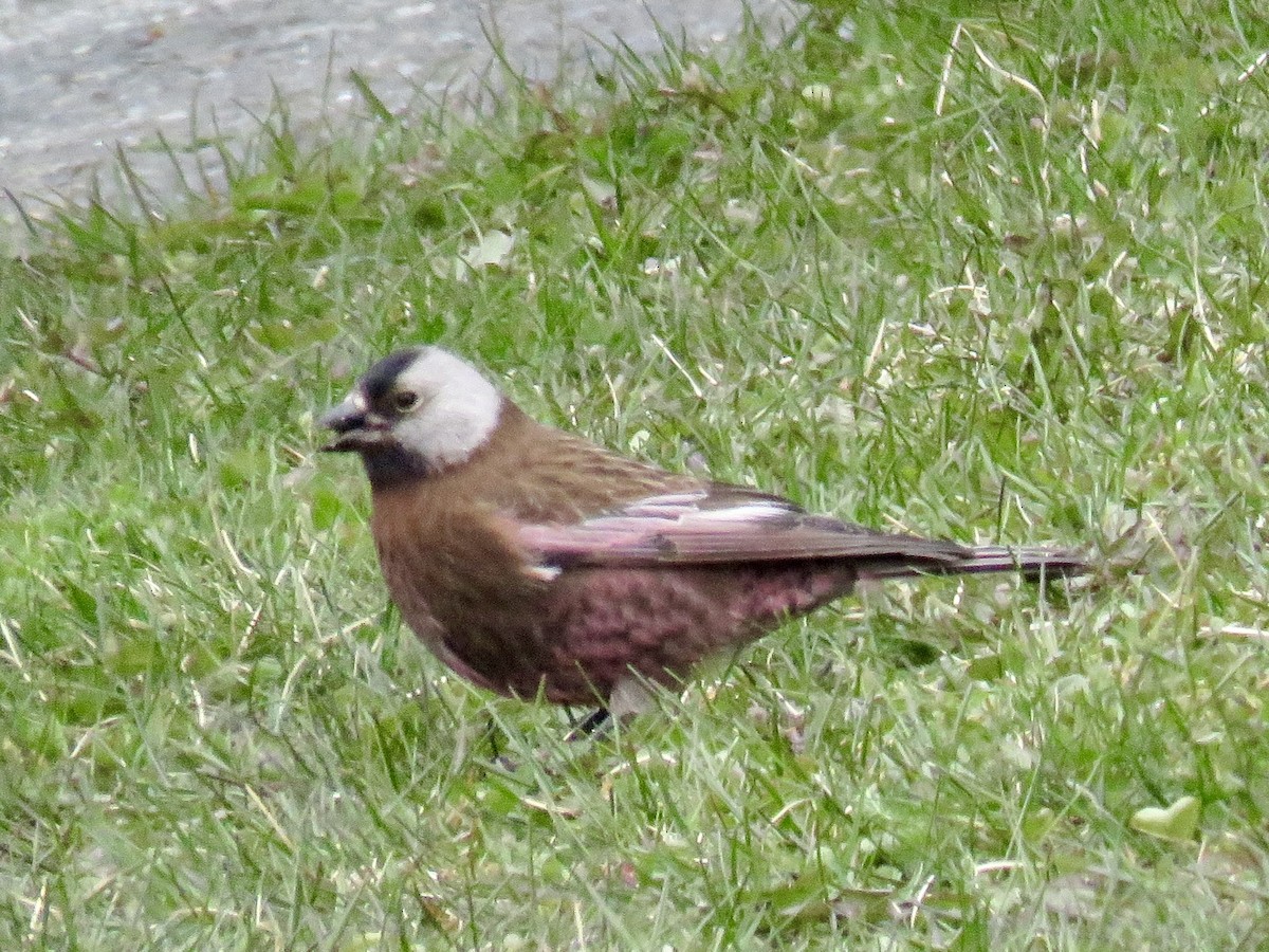 Gray-crowned Rosy-Finch (Aleutian and Kodiak Is.) - ML573845691