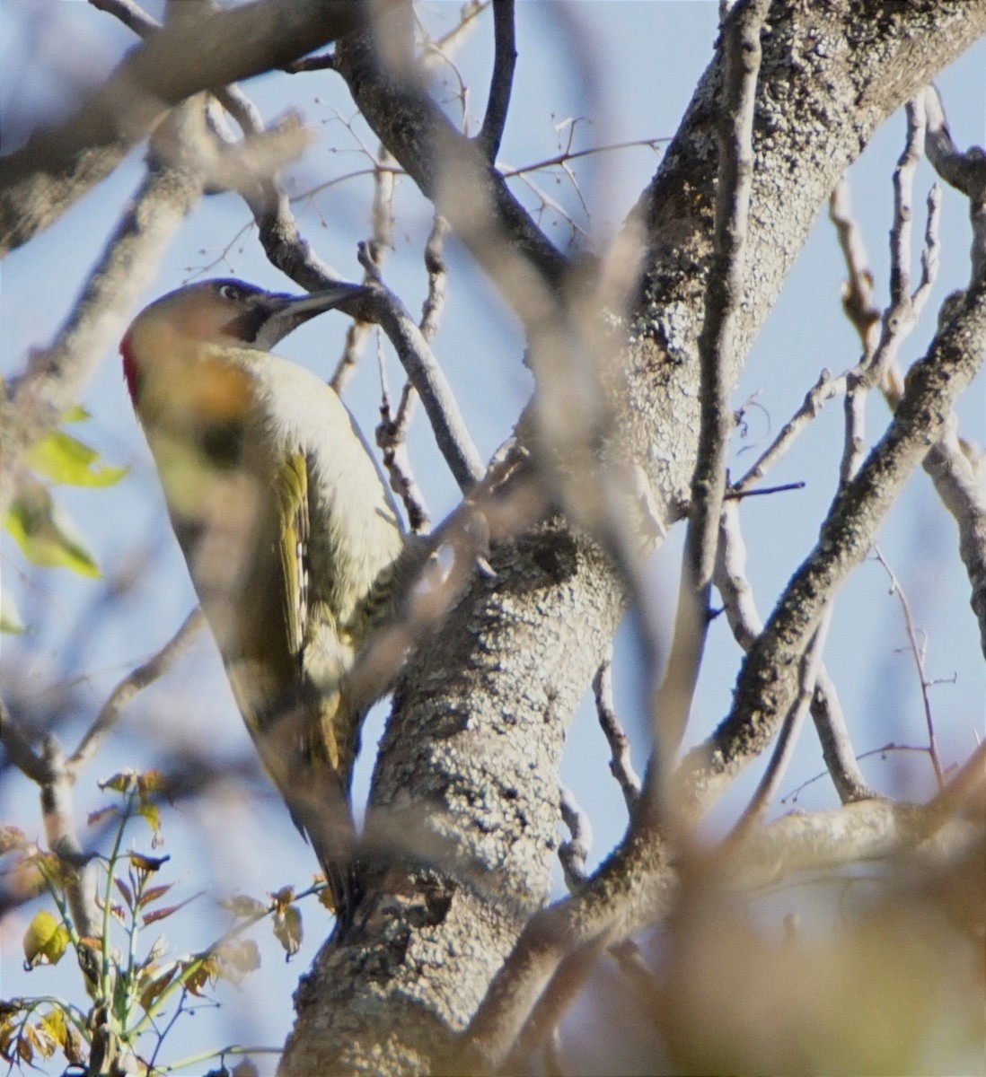 Levaillant's Woodpecker - ML573848171