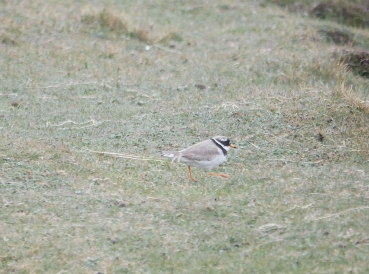 Common Ringed Plover - ML573848381