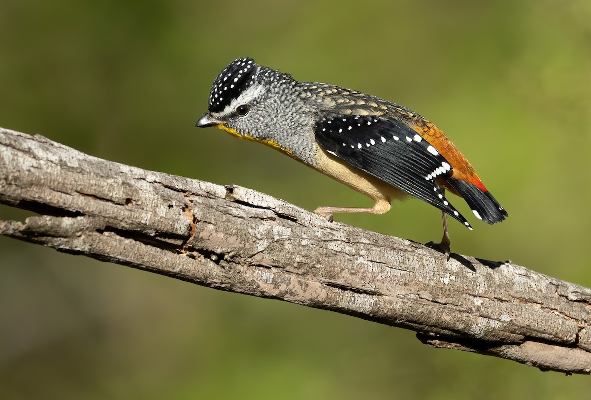 Spotted Pardalote - ML573849091