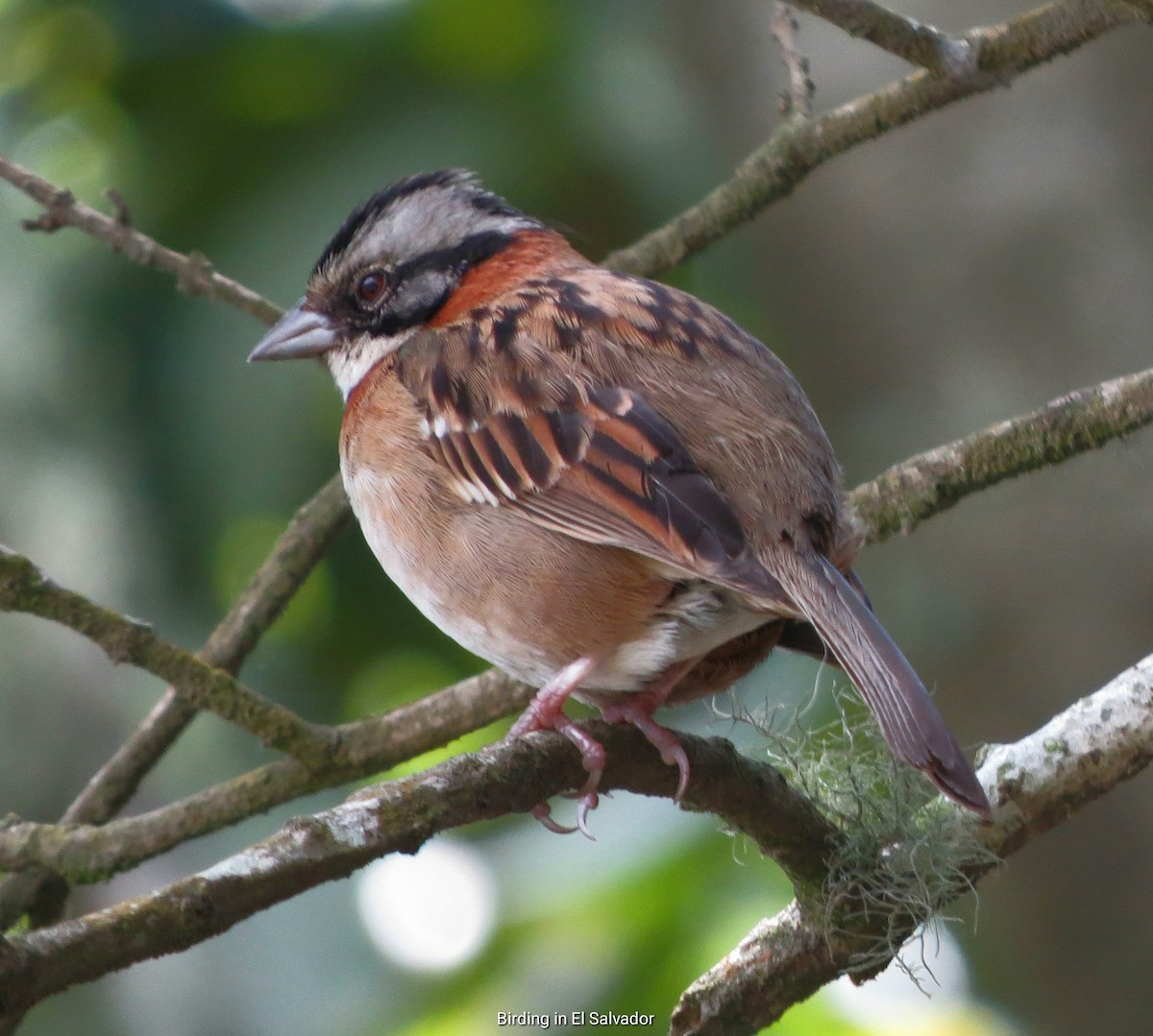 Rufous-collared Sparrow - Benjamin Rivera Birding Tour Guide