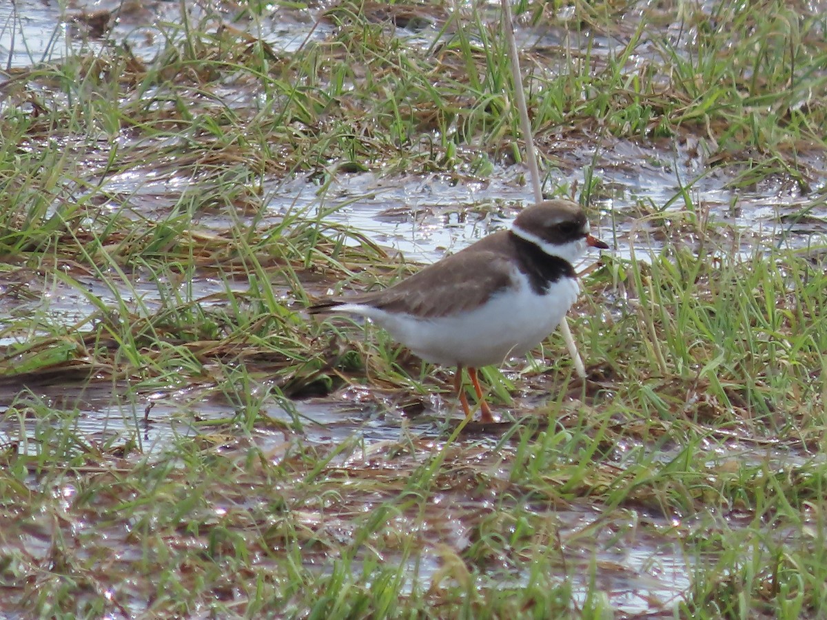 Semipalmated Plover - ML573851911