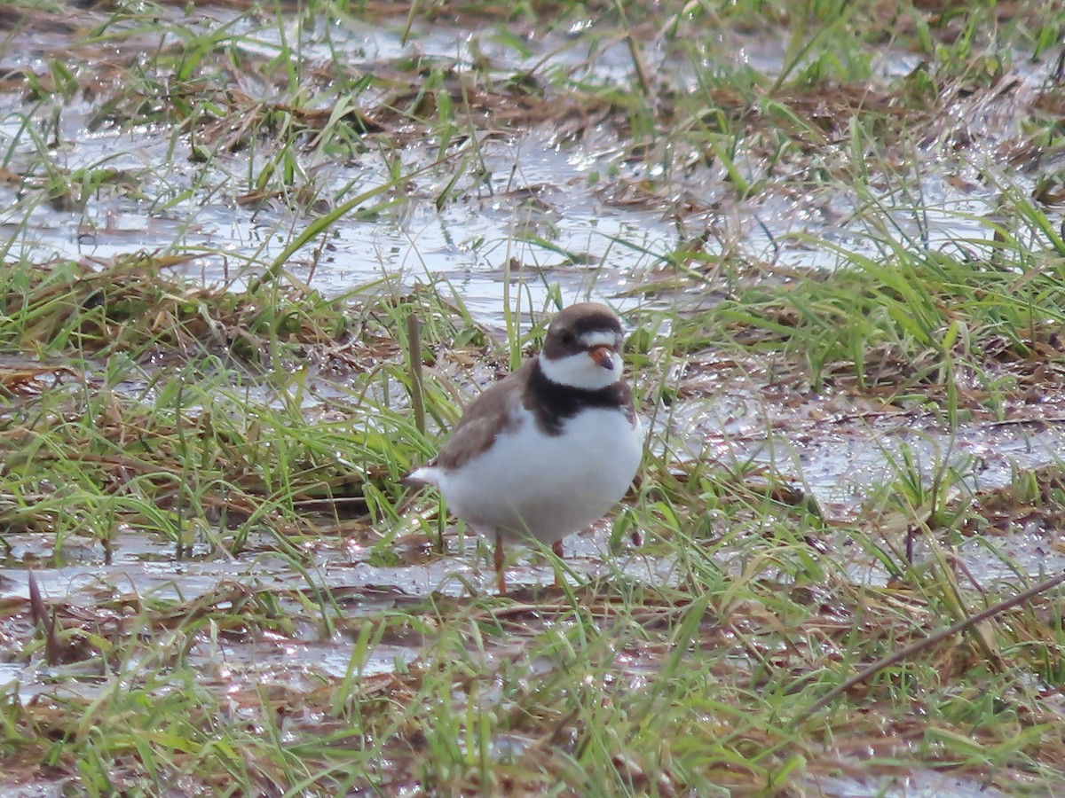 Semipalmated Plover - ML573851931