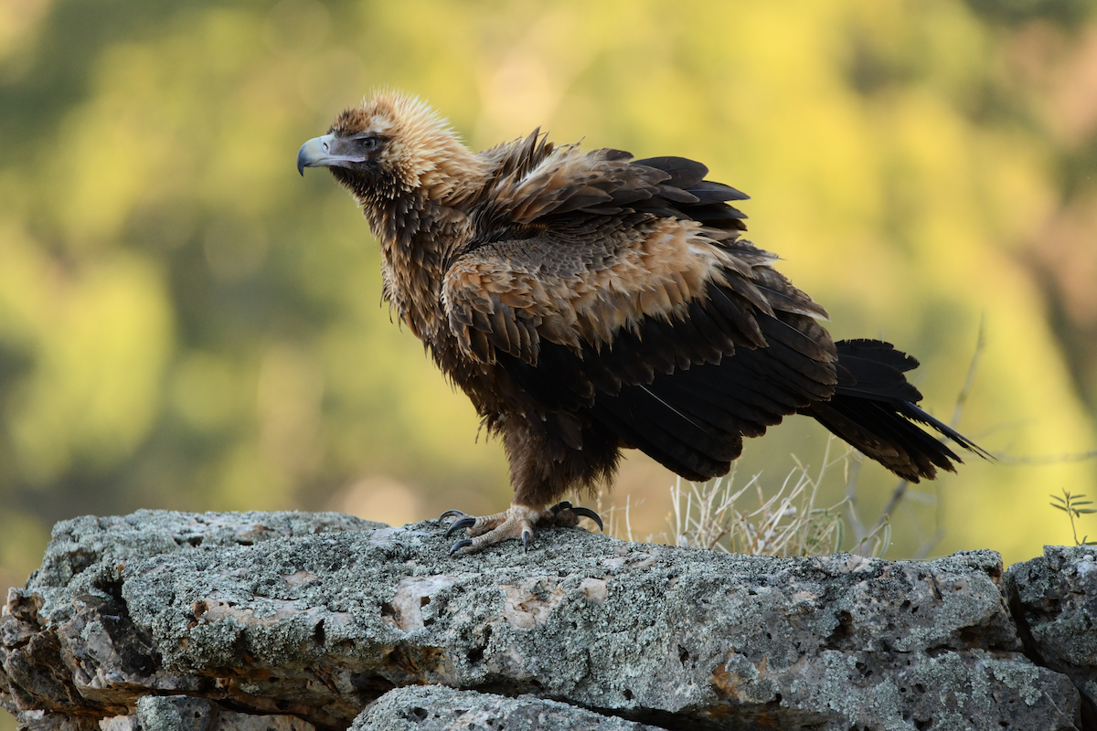 Wedge-tailed Eagle - ML573854021