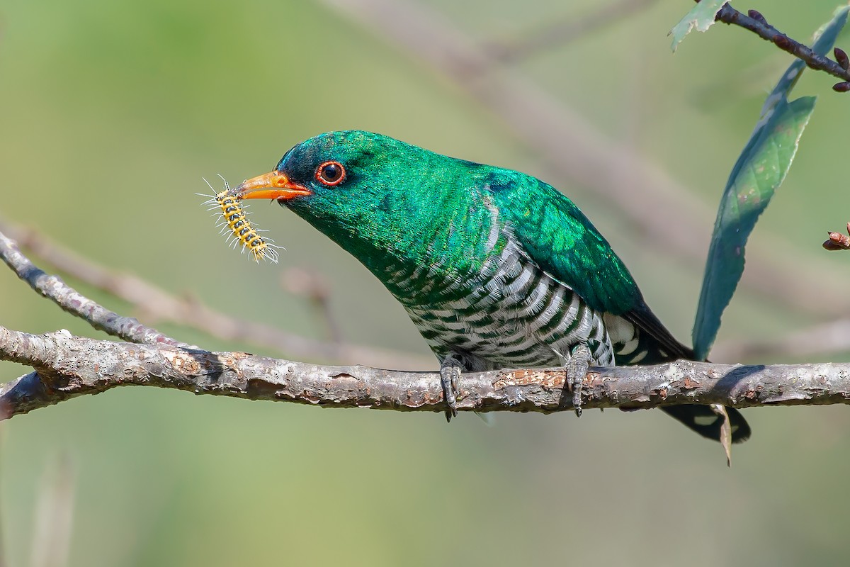 Asian Emerald Cuckoo - Natthaphat Chotjuckdikul