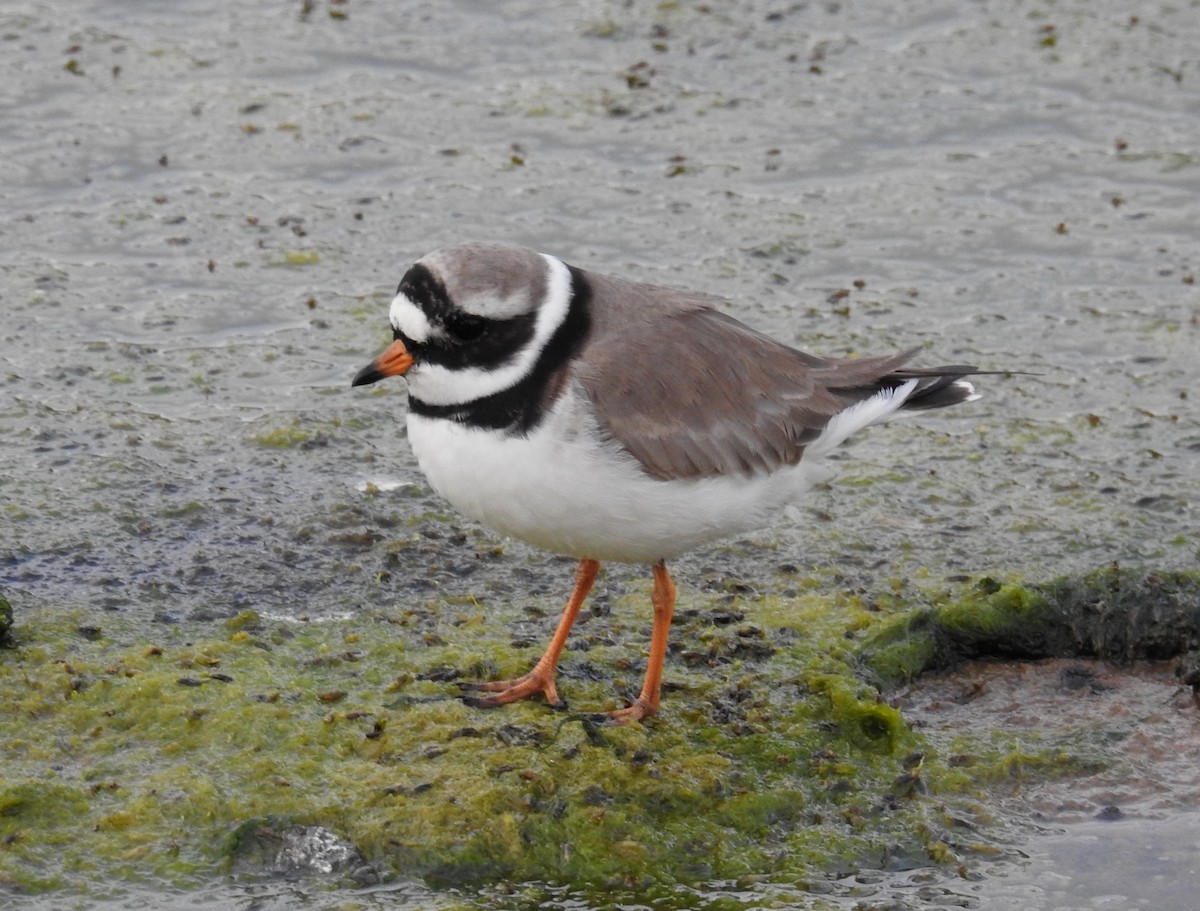 Common Ringed Plover - ML573857841