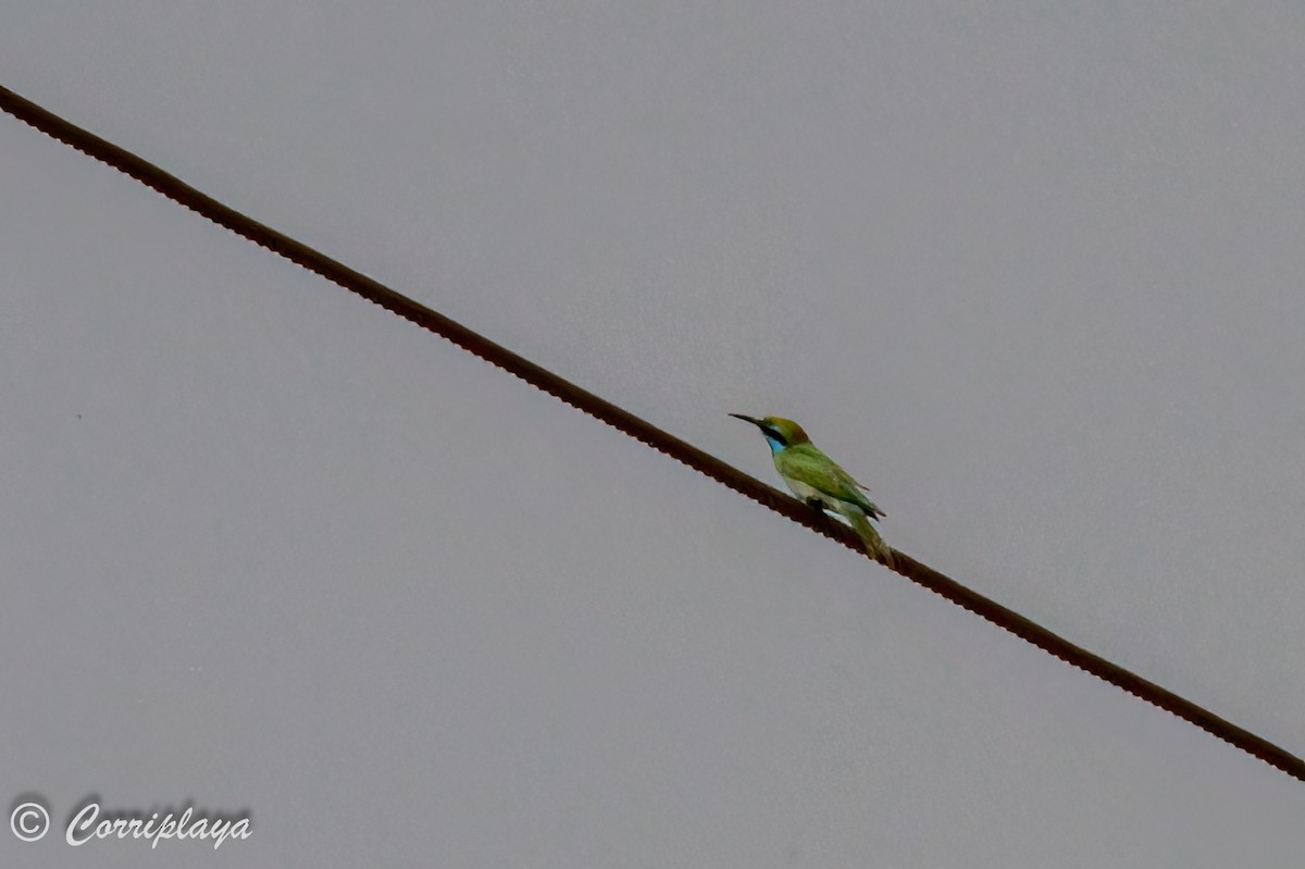 Arabian Green Bee-eater - ML573863261