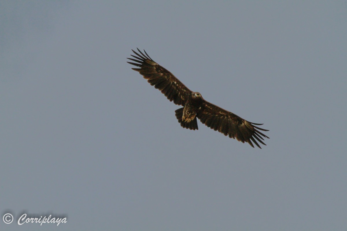 Greater Spotted Eagle - ML573863511