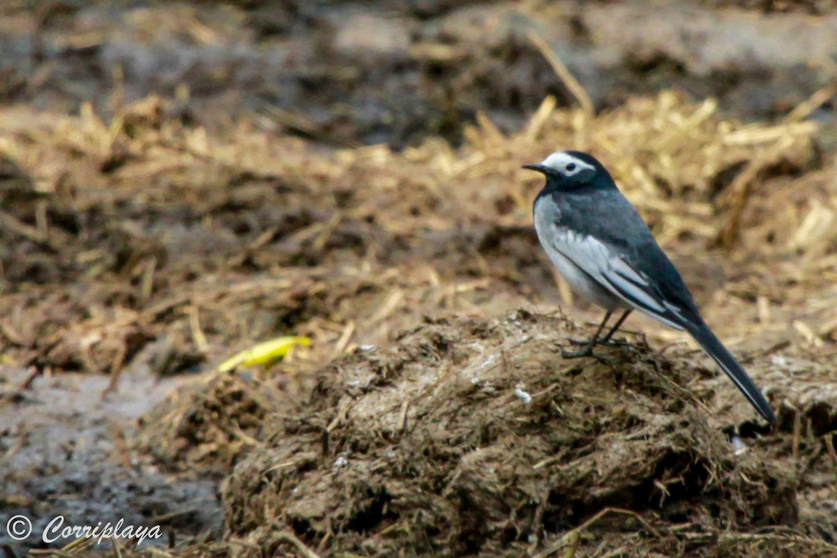 White Wagtail (Masked) - Fernando del Valle