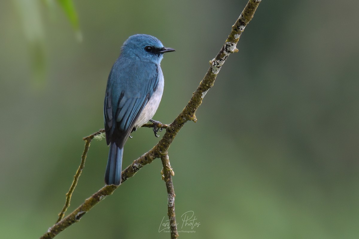 Turquoise Flycatcher - Allan Barredo