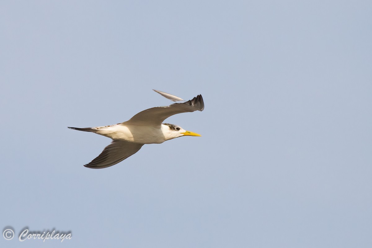 Great Crested Tern - ML573871061