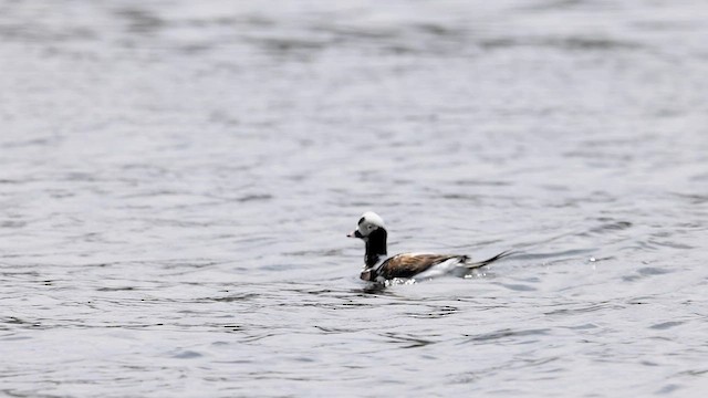 Long-tailed Duck - ML573872241