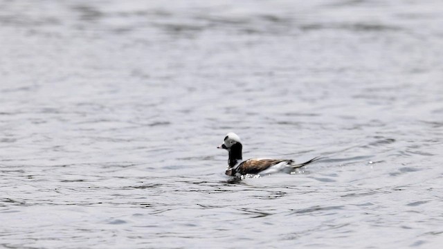 Long-tailed Duck - eBird