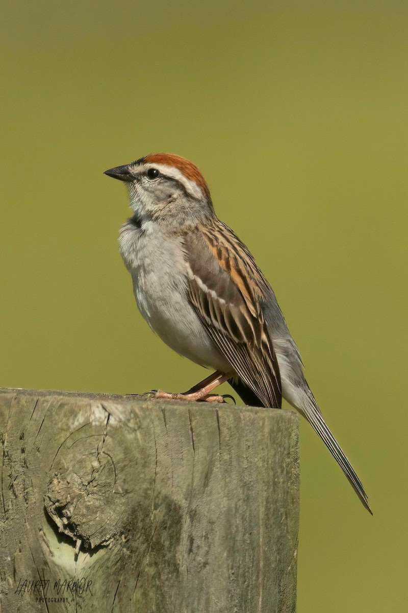 Chipping Sparrow - ML573878231