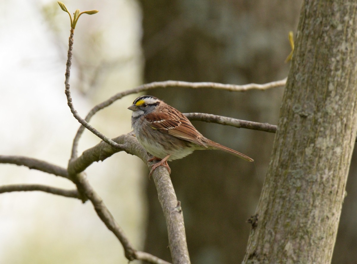 White-throated Sparrow - ML573879441