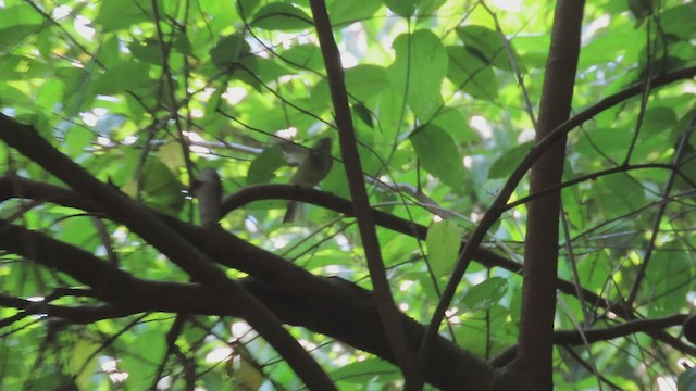 Large-billed Leaf Warbler - ML573881361