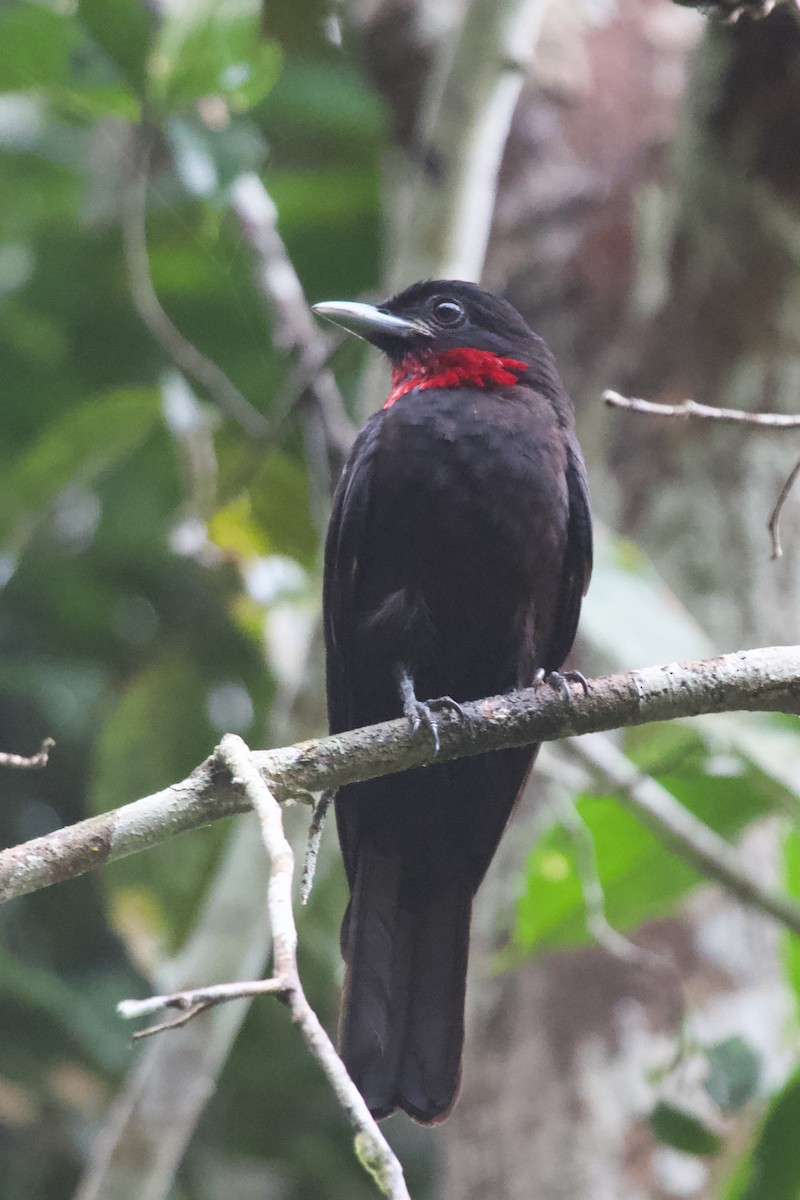 Purple-throated Fruitcrow - Luciano Naka