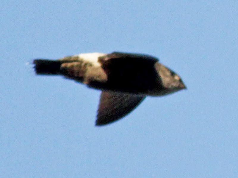 Band-rumped Swift - eBird