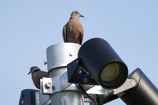 Red Collared-Dove, ML573882401