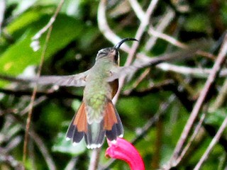 ムネアカハチドリ - eBird