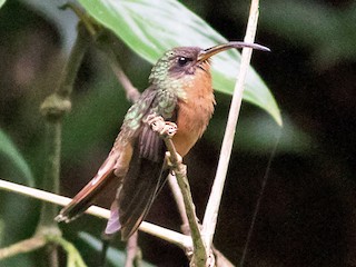 ムネアカハチドリ - eBird