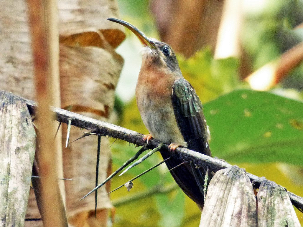 Rufous-breasted Hermit - Tinamú Birding Nature Reserve