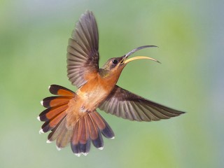  - Rufous-breasted Hermit