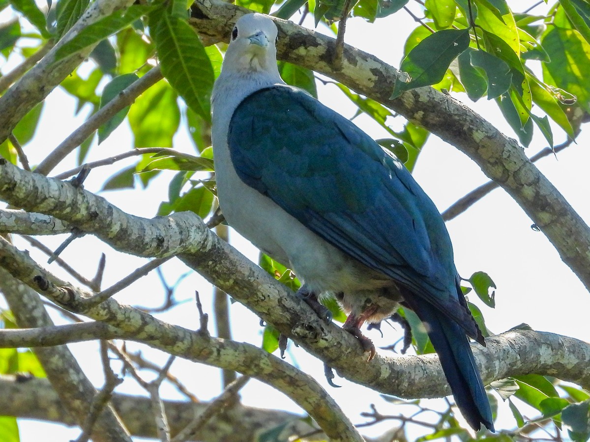 Green Imperial-Pigeon - ML573887121