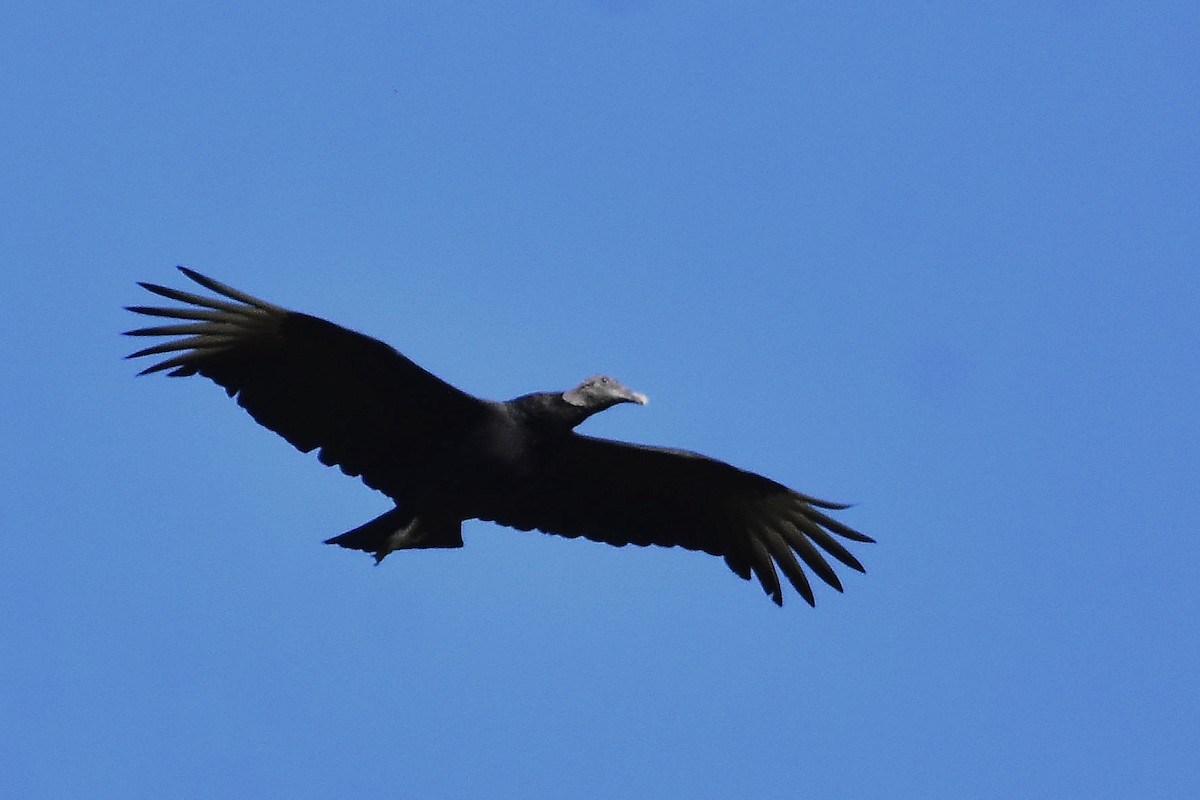 Black Vulture - Juan Bardier