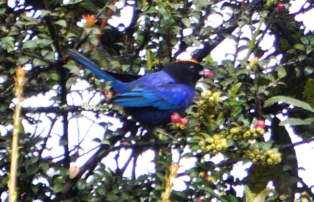 Golden-crowned Tanager - ML573889431