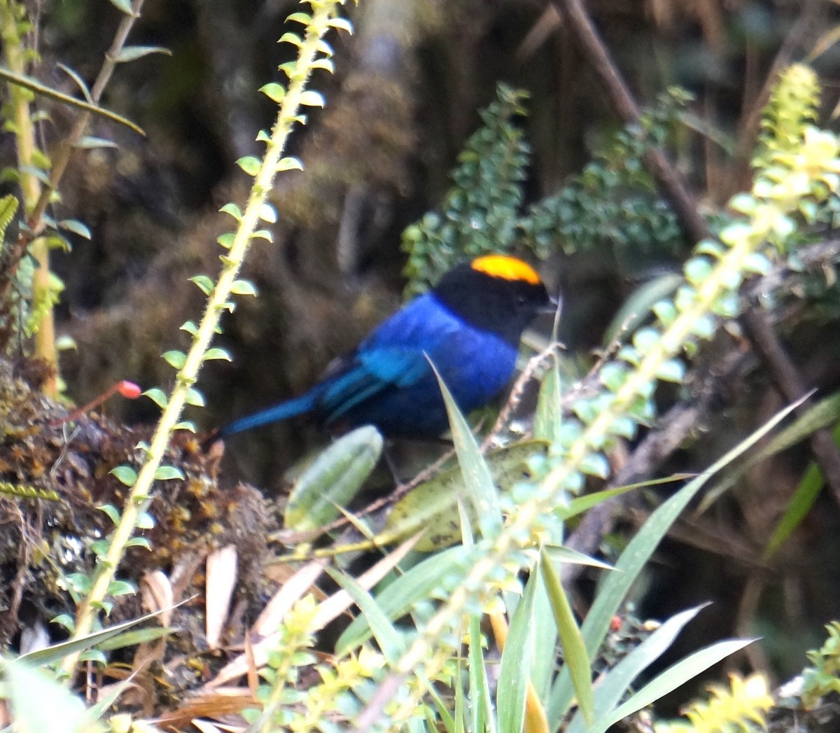 Golden-crowned Tanager - ML573889441