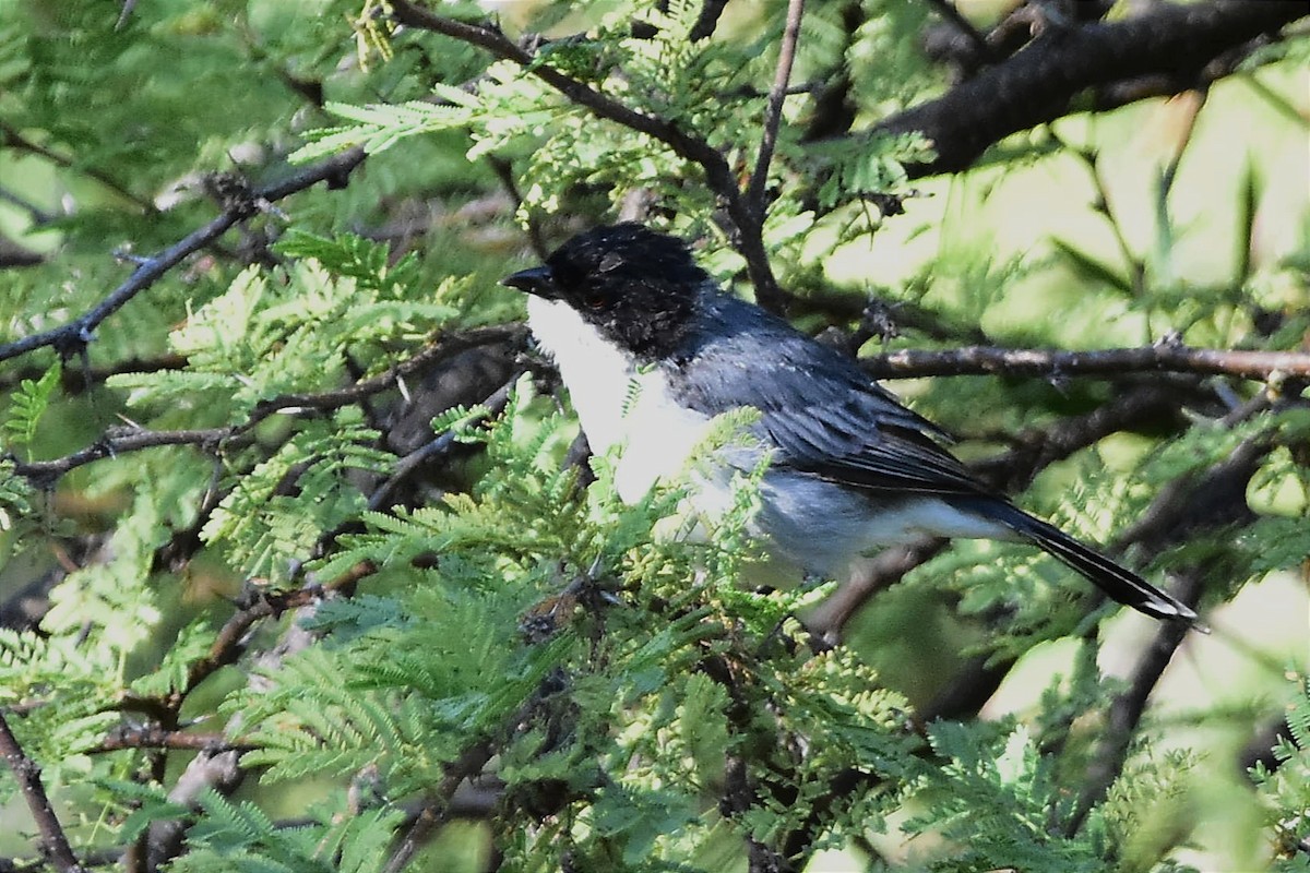 Black-capped Warbling Finch - ML573889601