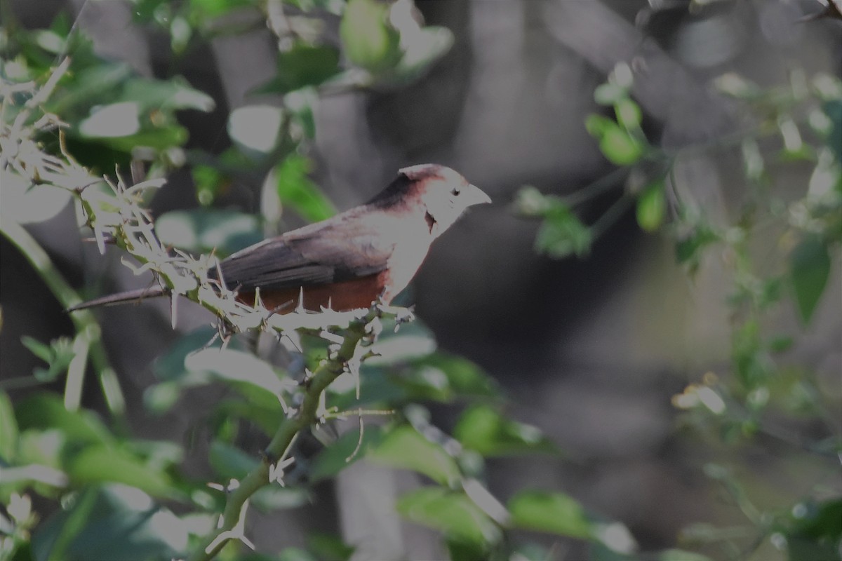Red-crested Finch - ML573890531