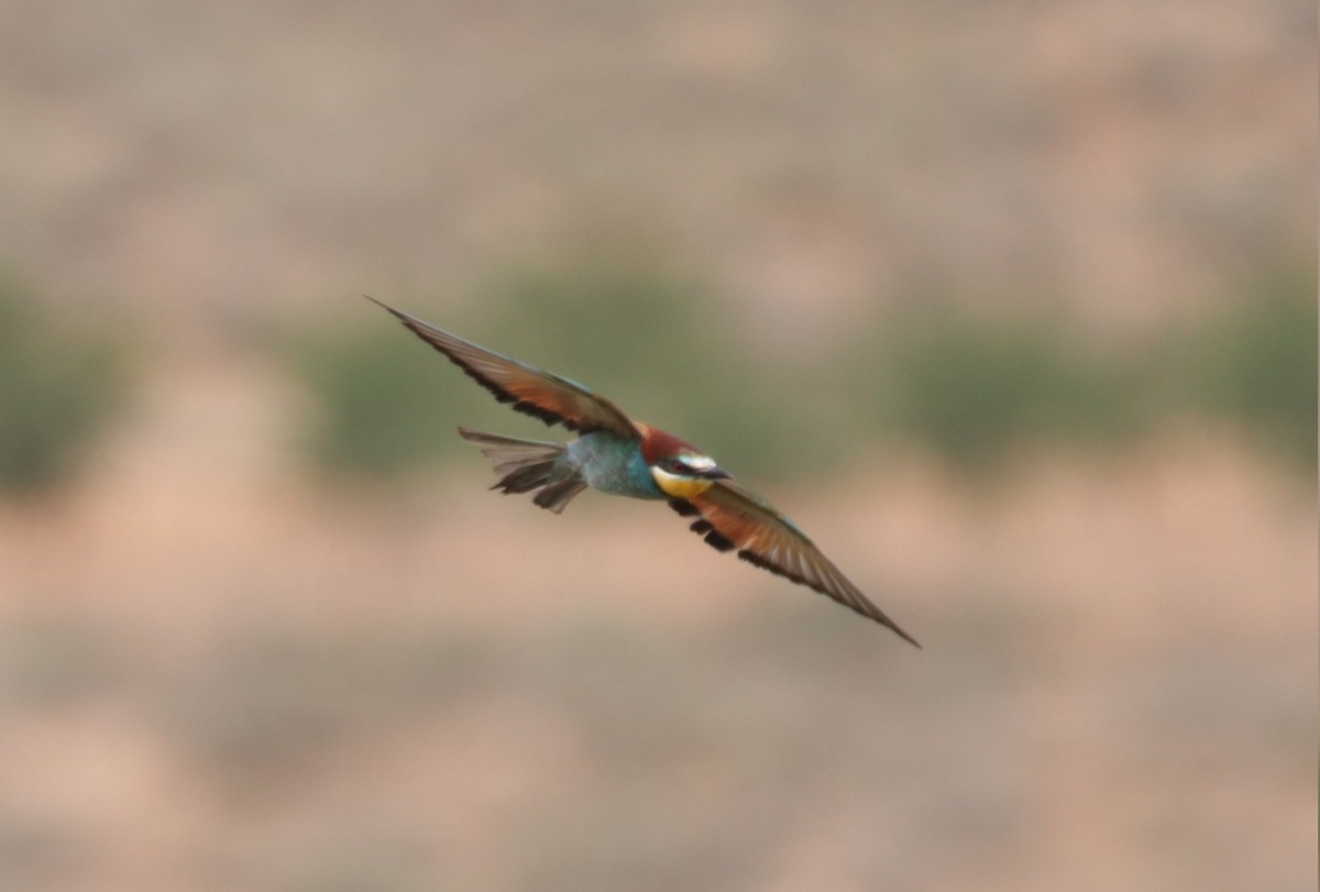 European Bee-eater - ML573892131