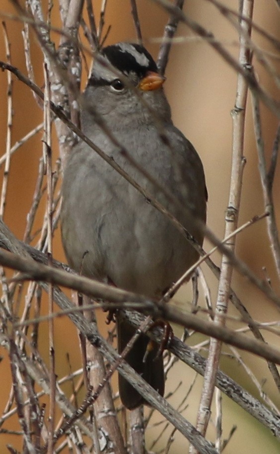 White-crowned Sparrow - Derek Stokes