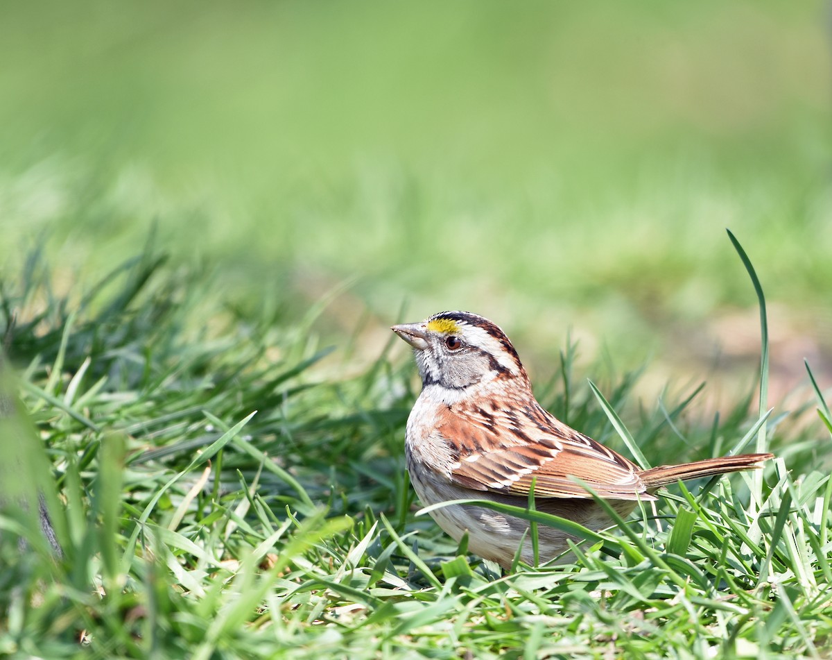 White-throated Sparrow - ML573897441