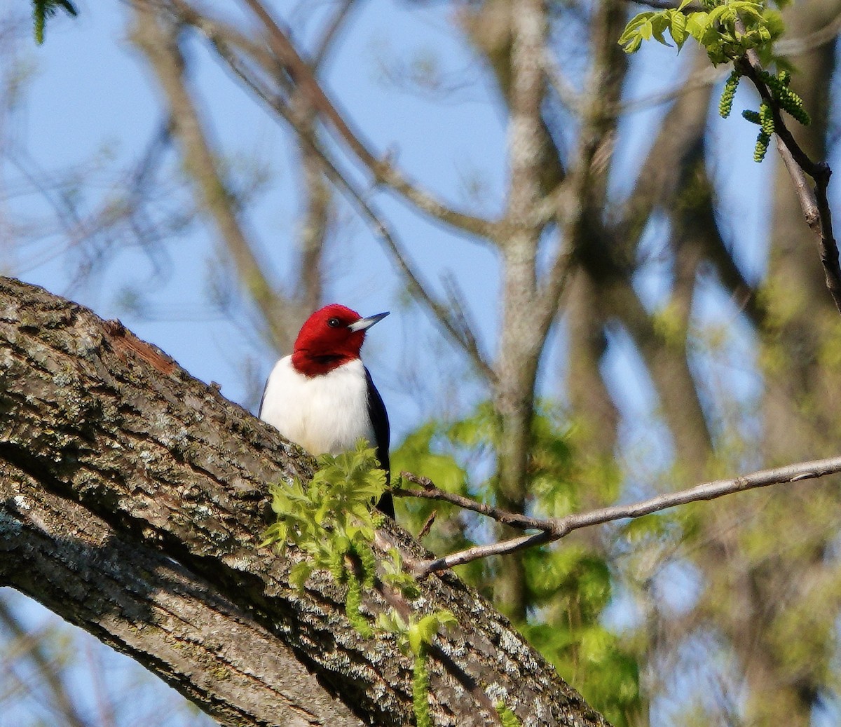 Red-headed Woodpecker - ML573897751