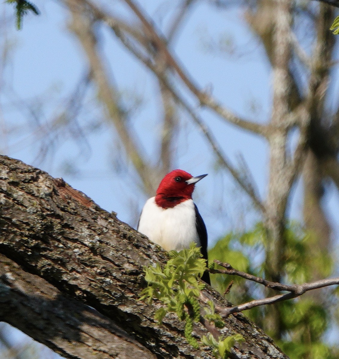 Red-headed Woodpecker - ML573898091