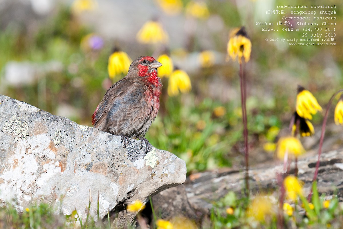 Red-fronted Rosefinch - ML57389941