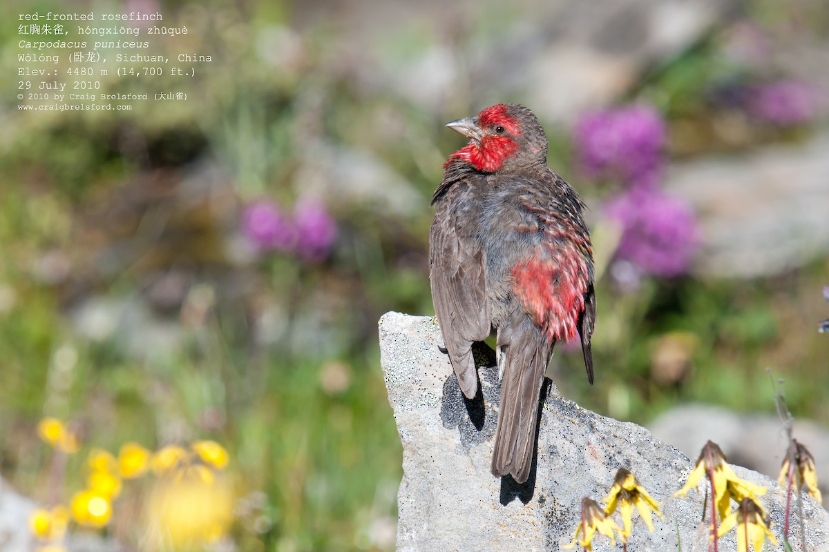 Red-fronted Rosefinch - ML57389951