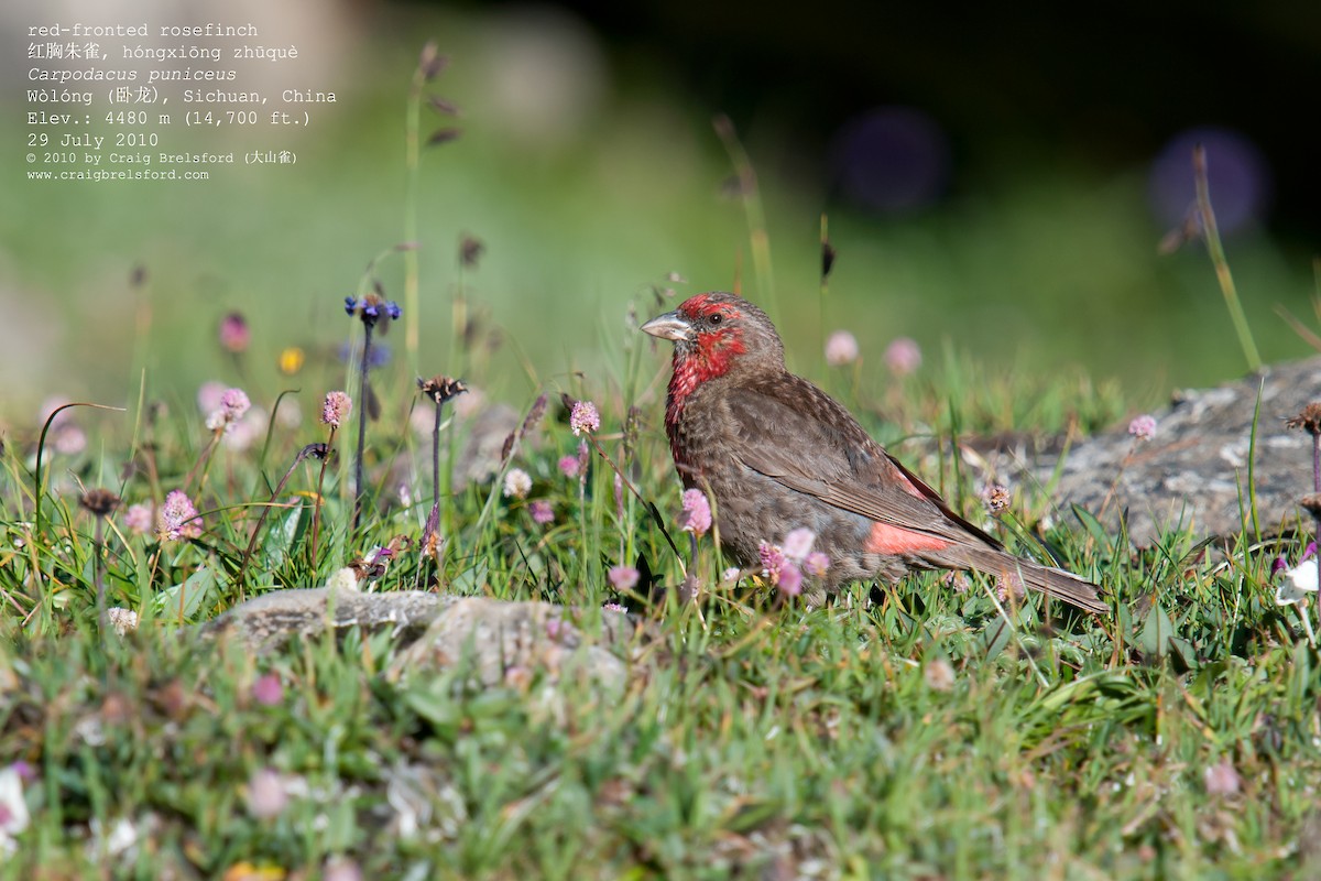 Red-fronted Rosefinch - ML57389991