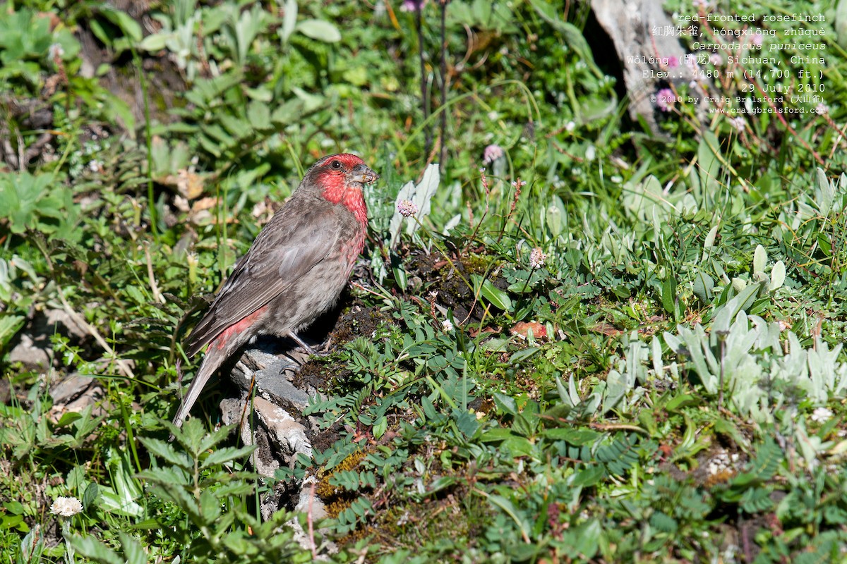 Red-fronted Rosefinch - ML57390021